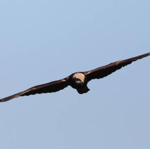 Western Marsh-harrier