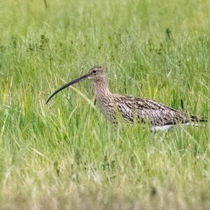 Eurasian Curlew