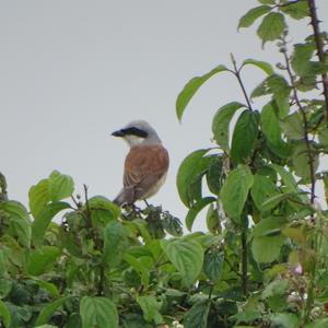 Red-backed Shrike