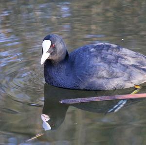 Common Coot