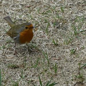 European Robin