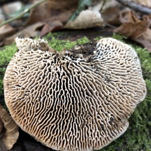 Thick-maze Oak polypore