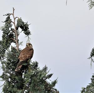 Common Kestrel