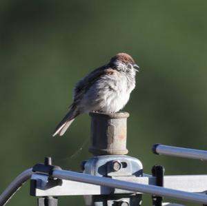 Eurasian Tree Sparrow