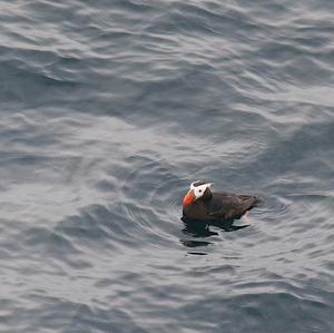 Tufted Puffin