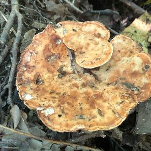 Resinous Polypore