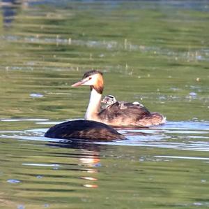 Great Crested Grebe