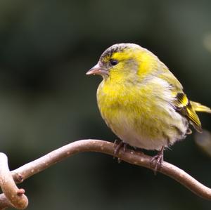 Eurasian Siskin