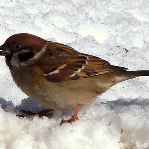 Eurasian Tree Sparrow