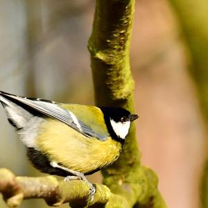 Great Tit