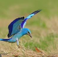 European Roller