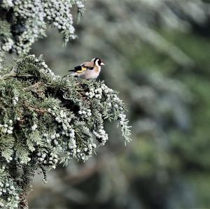 European Goldfinch