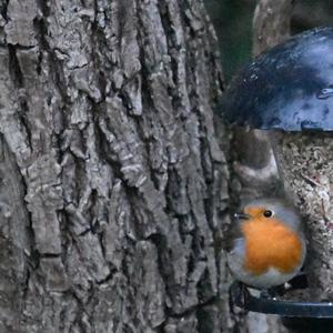 European Robin