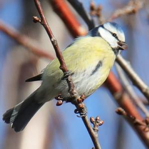 Blue Tit