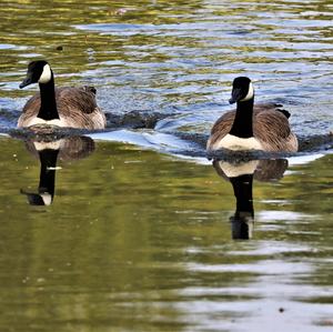 Canada Goose