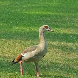 Nilgans