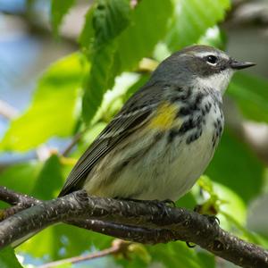 Yellow-rumped Warbler