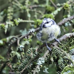 Blue Tit