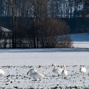 Höckerschwan