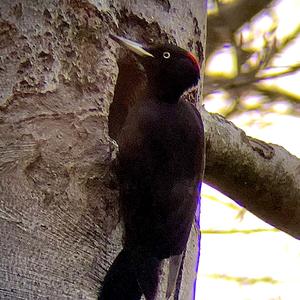 Black woodpecker