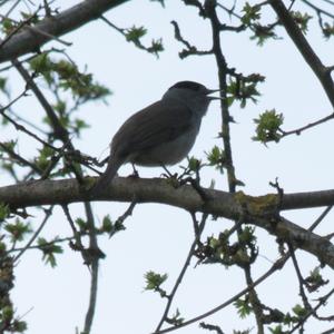 Blackcap