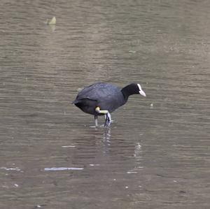 Common Coot