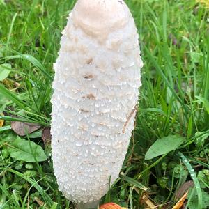 Shaggy Mane