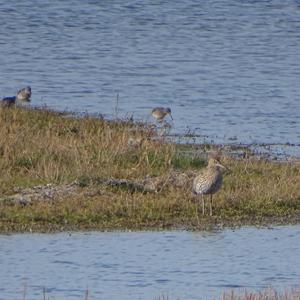 Whimbrel