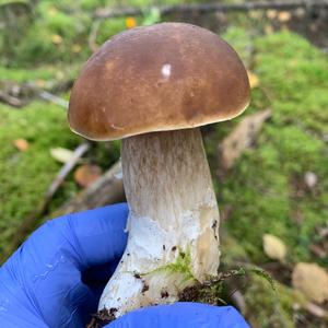 King Bolete