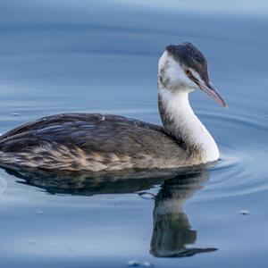 Great Crested Grebe