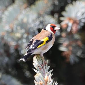 European Goldfinch