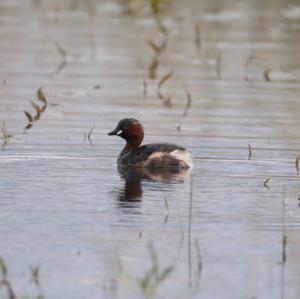 Little Grebe