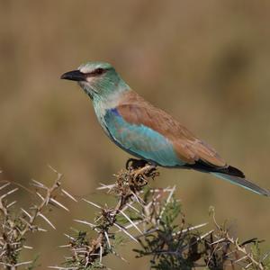 European Roller