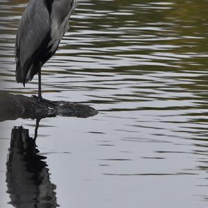 Grey Heron