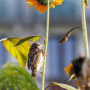 House Sparrow