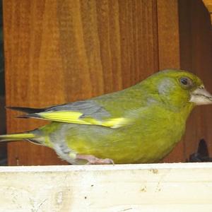 European Greenfinch