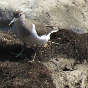 Common Sandpiper