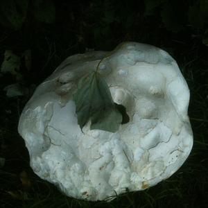 Giant Puffball