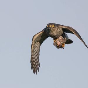 Eurasian Sparrowhawk