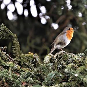 European Robin