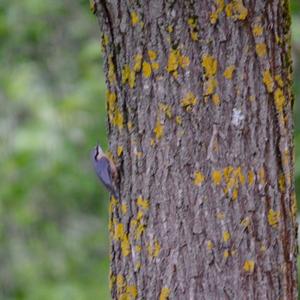 Wood Nuthatch