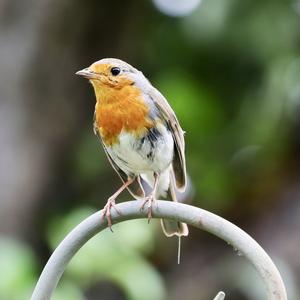 European Robin