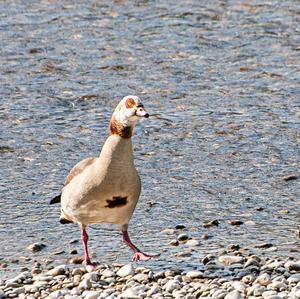 Egyptian Goose