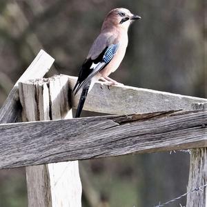 Eurasian Jay