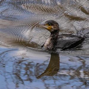 Great Cormorant