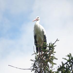 White Stork