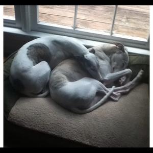 Whippet