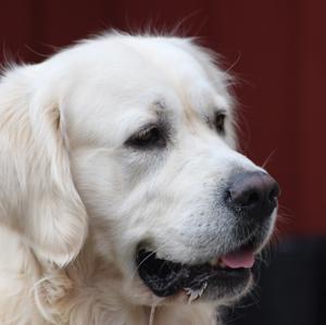 Retriever (Golden)