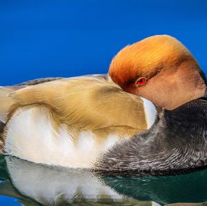 Red-crested Pochard