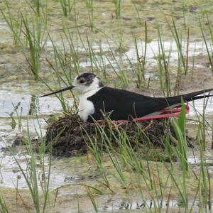 Black-winged Stilt